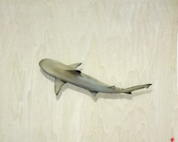Shallow Cruise by Nick Oneill - Original Painting on Box Board sized 30x24 inches. Available from Whitewall Galleries